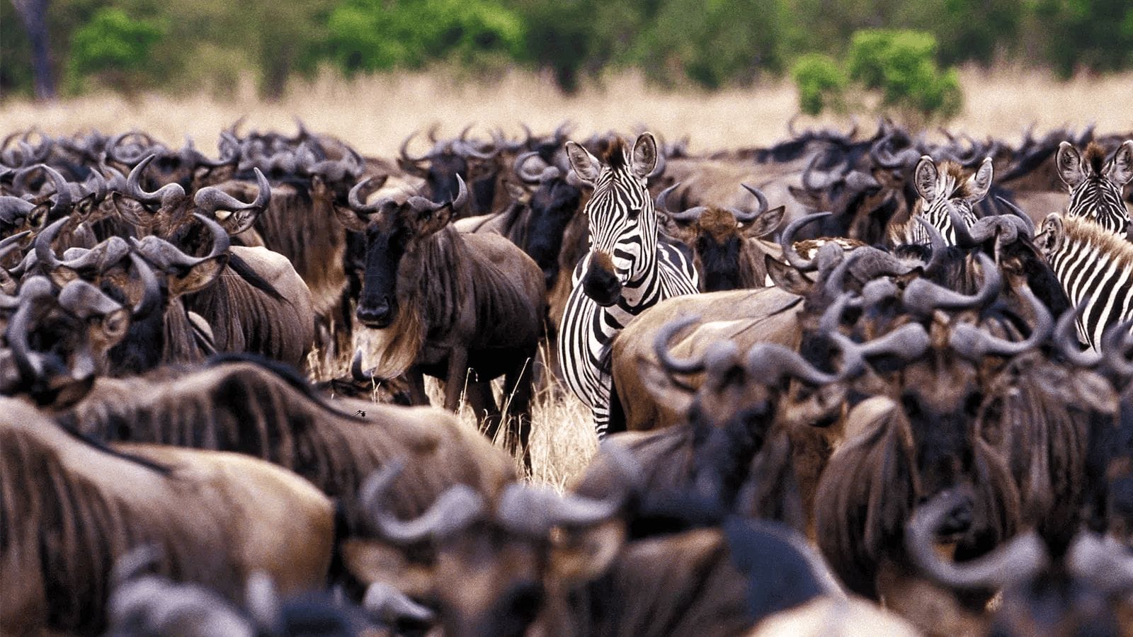 A herd of wilderbeest and zebras during a migration.