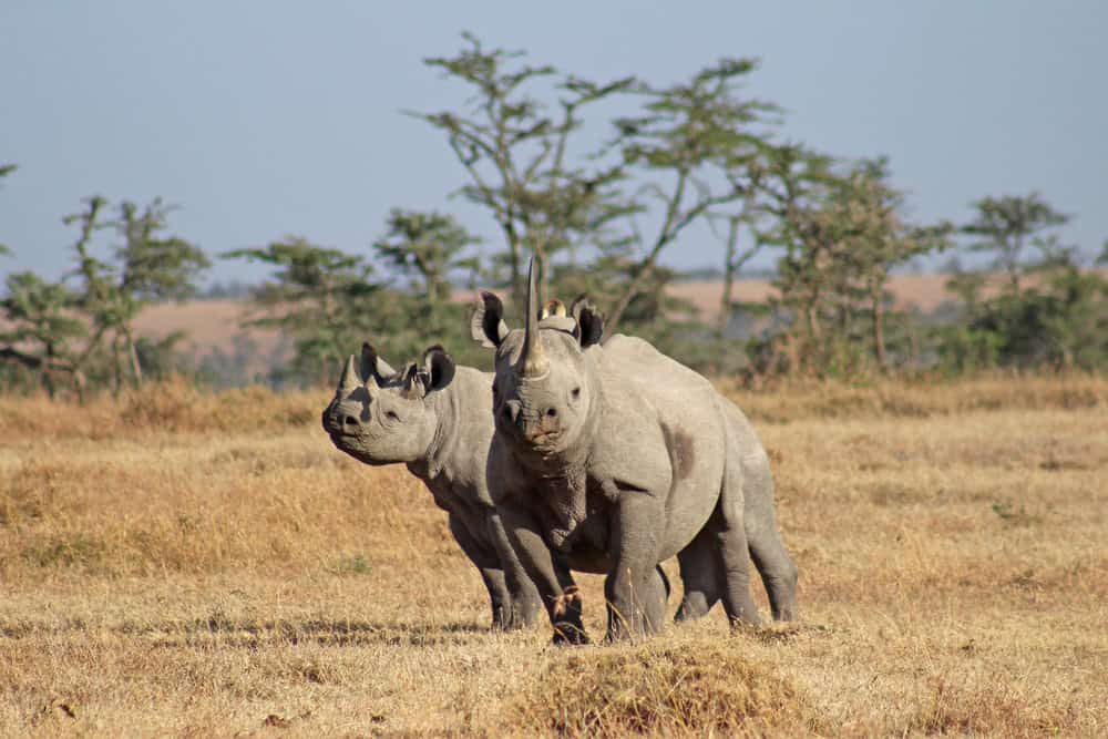 Spotting rhinos on a Kenya wildlife safari.
