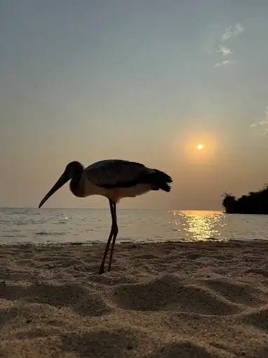 Greystoke Mahale – Ultimate Luxury Camp