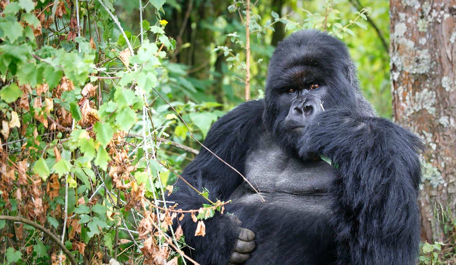 Curious Mountain Gorilla in Rwanda