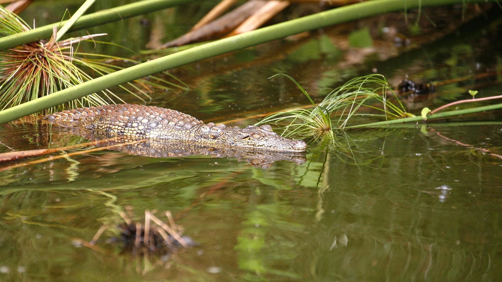 Lake Mburo National Park.