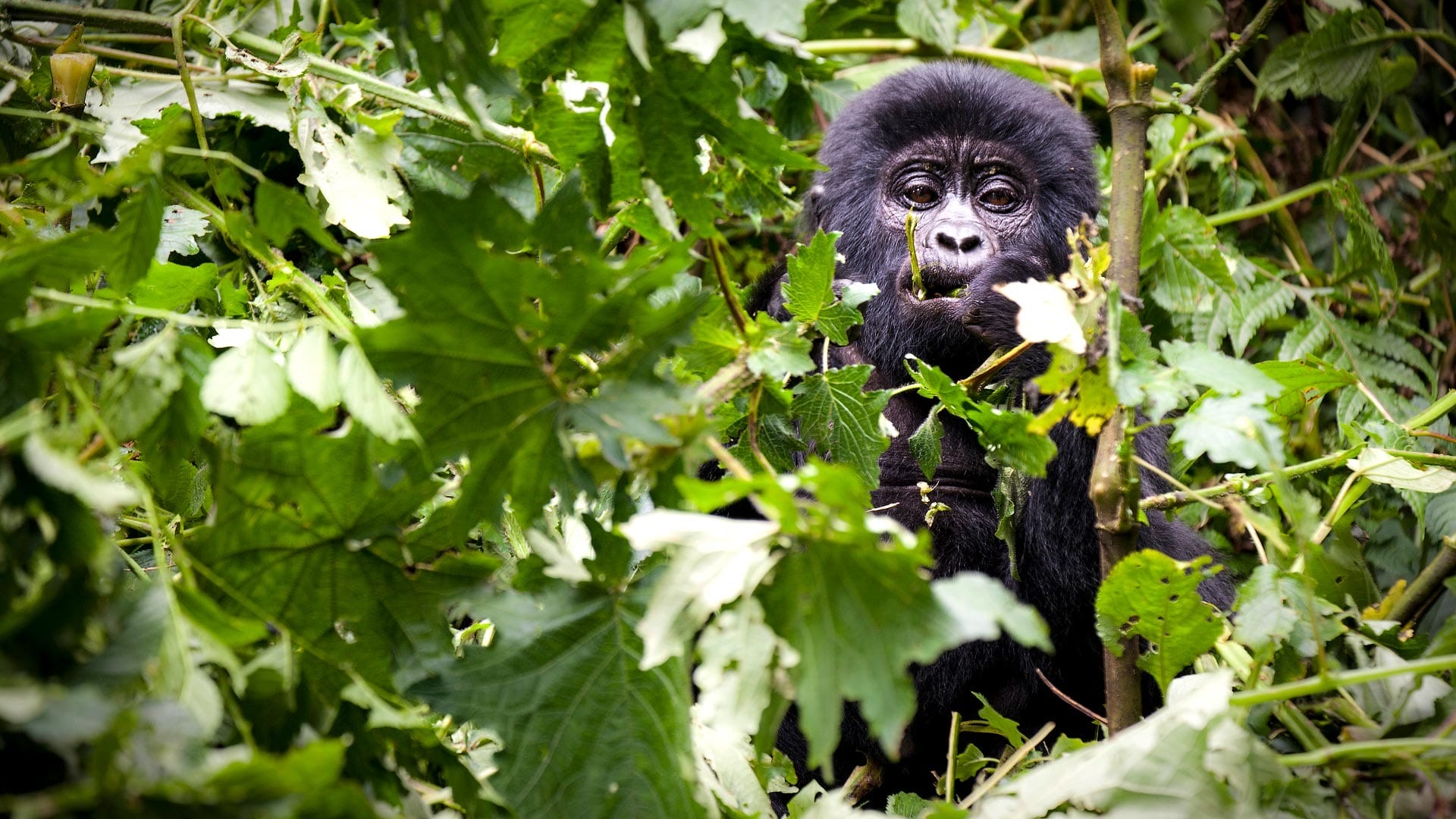 Mgahinga Gorilla National Park