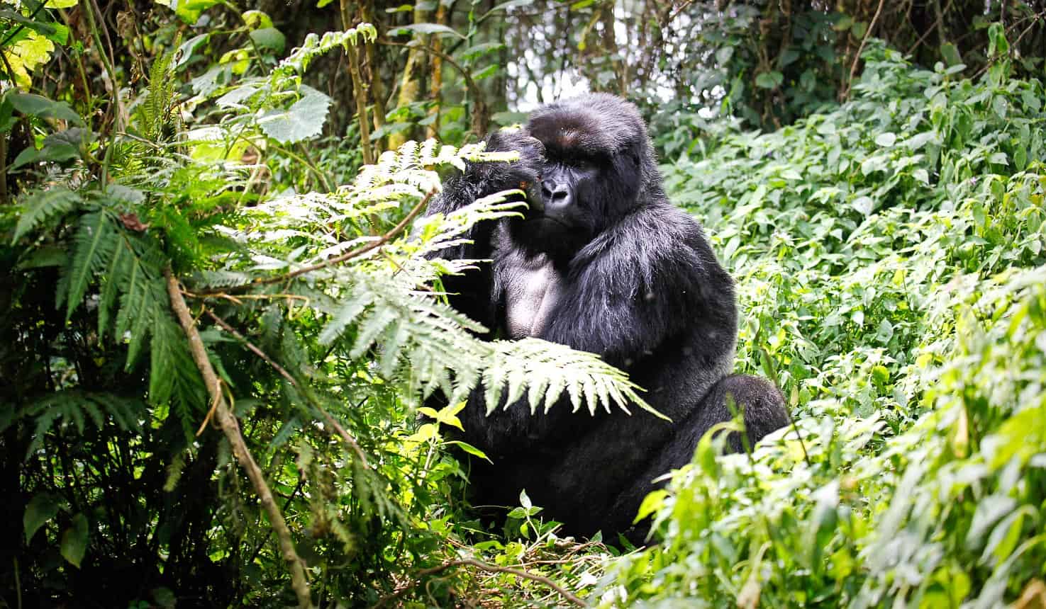 Our safaris in Rwanda takes you up close with Mountain Gorillas