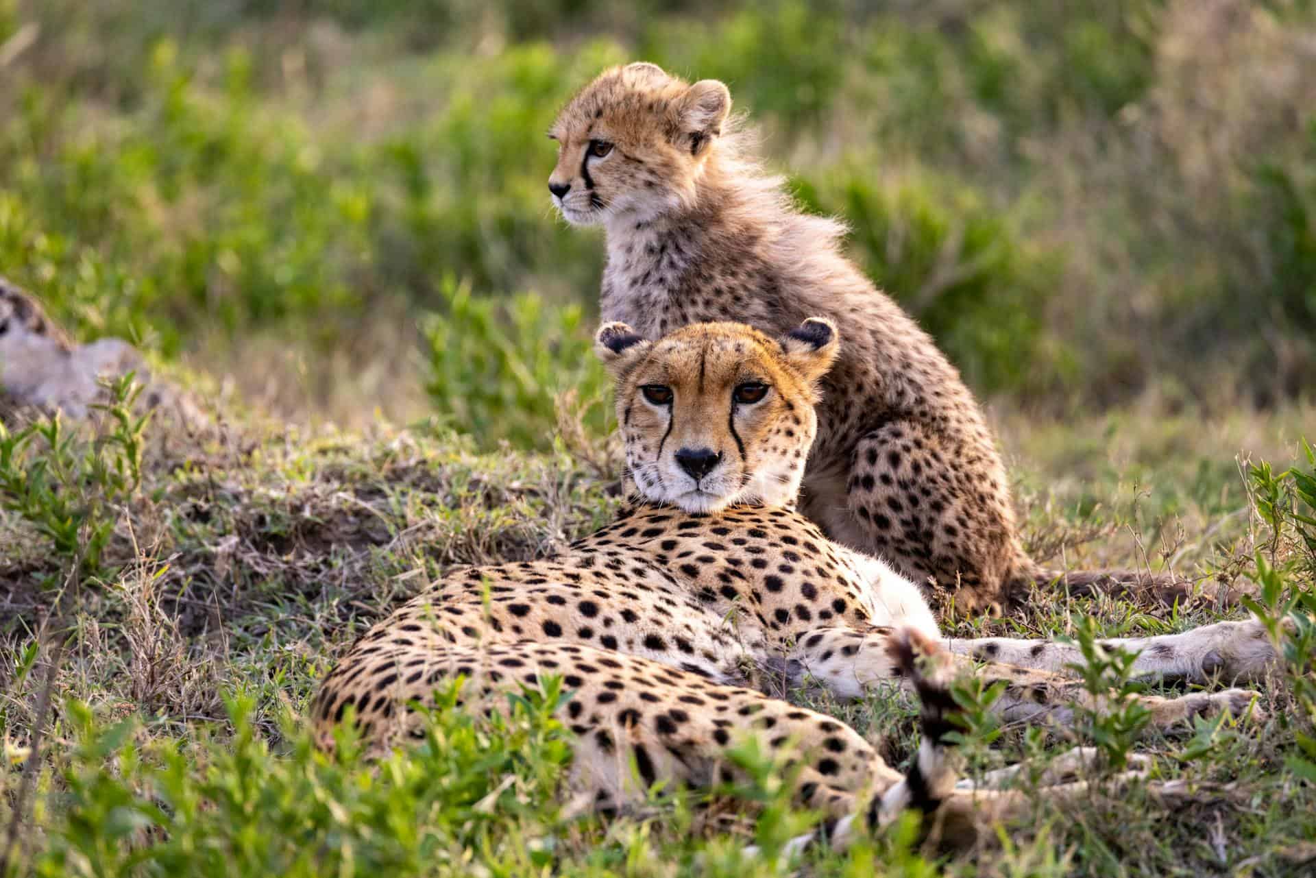 Una madre guepardo y su cachorro descansando en un punto alto en las interminables llanuras cubiertas de hierba del Parque Nacional del Serengeti en un safari en grupo Tanzania.