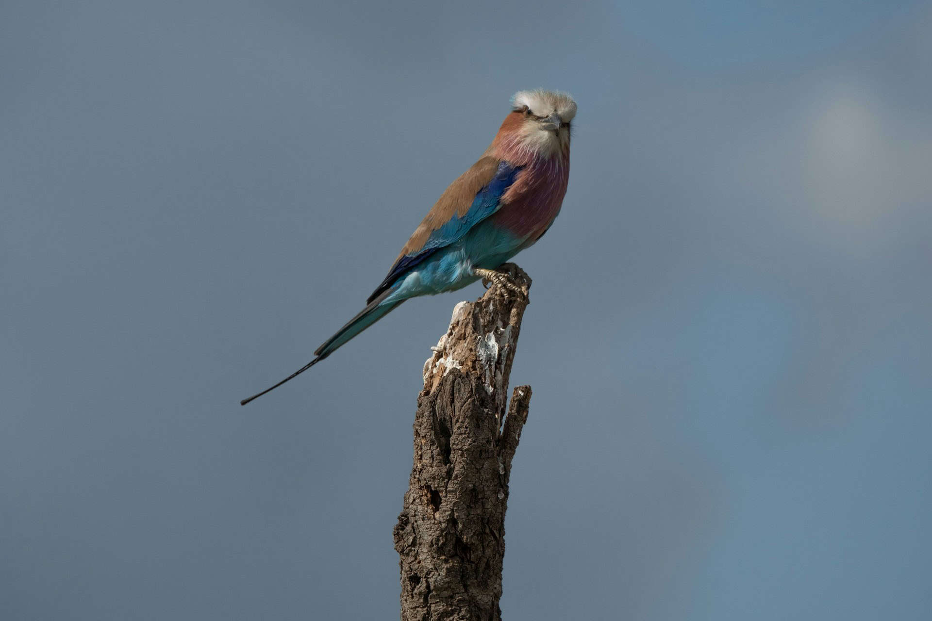 lilac-breasted rollers resting on a tree in Uganda