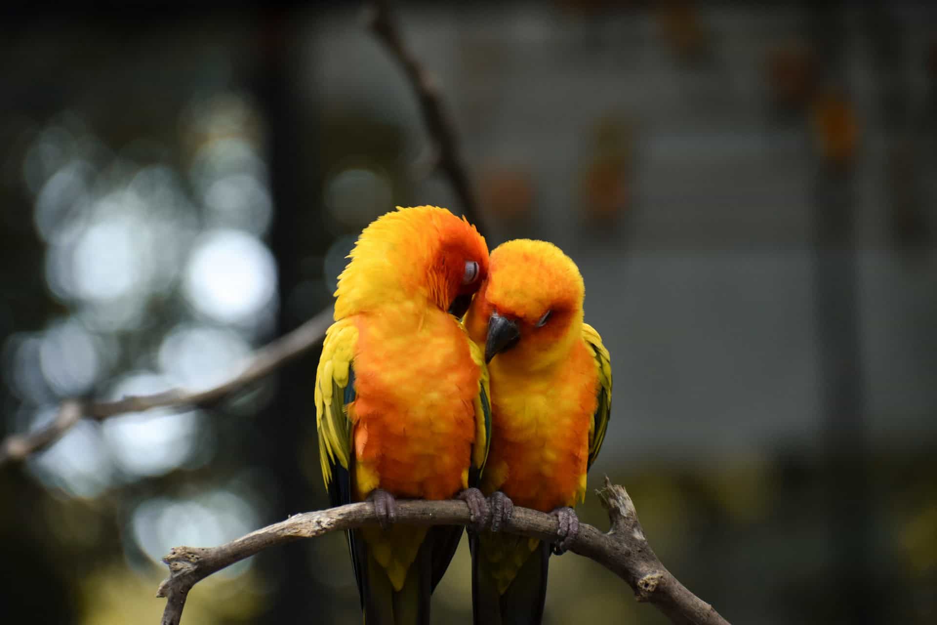 Yellow-collared lovebirds in Tanzania
