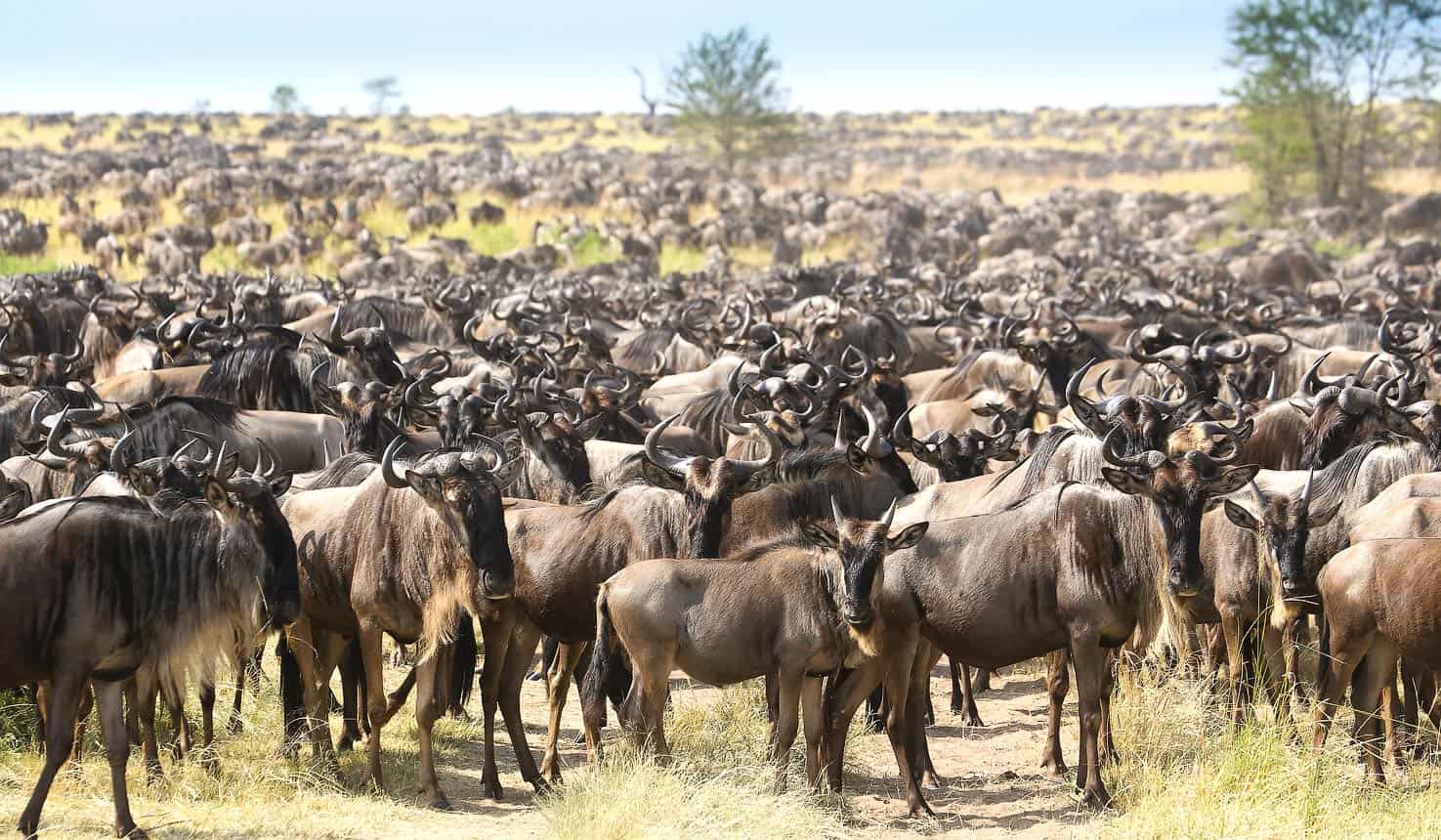 Herds of wildebeest in Serengeti